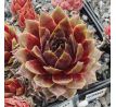 Sempervivum HODI`S KUGEL