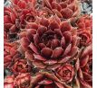 Sempervivum HONIGMOND