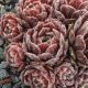Sempervivum ICE BERRY