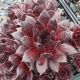 Sempervivum INTENSITY