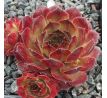 Sempervivum IOPHON