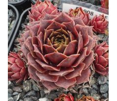 Sempervivum IPF