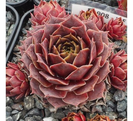 Sempervivum IPF