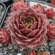Sempervivum IPF