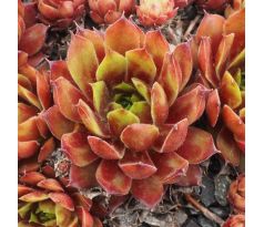 Sempervivum IWO