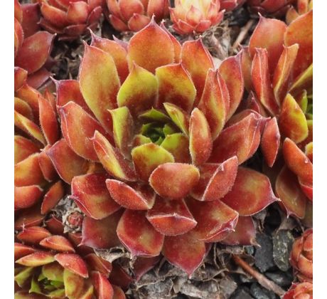Sempervivum IWO