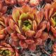 Sempervivum IWO