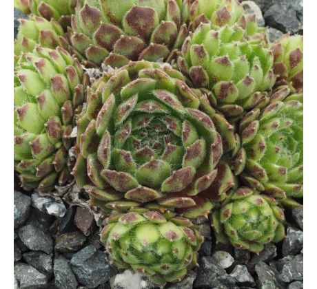 Sempervivum KIPUKA