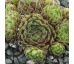 Sempervivum KIPUKA