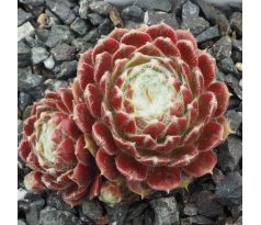 Sempervivum KORSPEL CHERRY