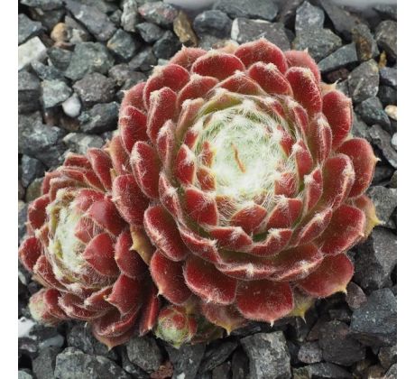 Sempervivum KORSPEL CHERRY