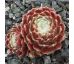Sempervivum KORSPEL CHERRY