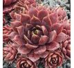 Sempervivum KORSPEL NOIR