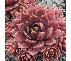Sempervivum KORSPEL NOIR