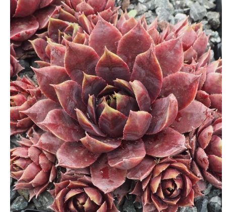 Sempervivum KORSPEL NOIR