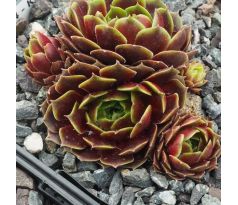 Sempervivum KORUND