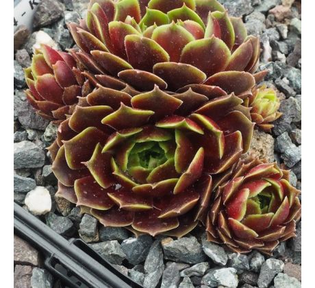 Sempervivum KORUND