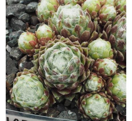Sempervivum KUGELBLITZ