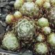 Sempervivum KUGELBLITZ