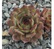 Sempervivum NOME