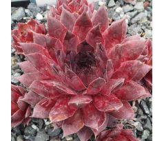 Sempervivum LAUNCELOT