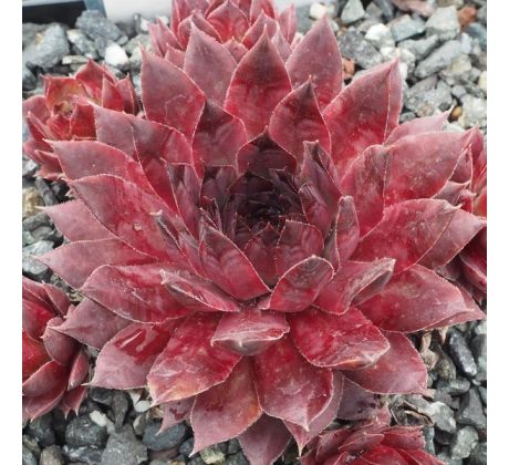 Sempervivum LAUNCELOT