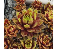 Sempervivum LEMON KISS