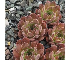 Sempervivum POWDER PUFF