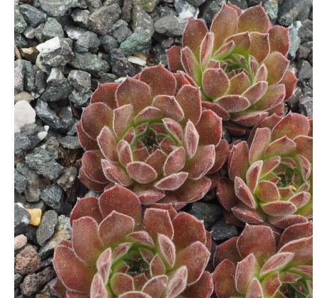 Sempervivum POWDER PUFF