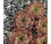 Sempervivum POWDER PUFF
