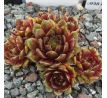 Sempervivum LITTLE FLIRT