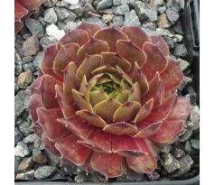 Sempervivum MARY FRANCES