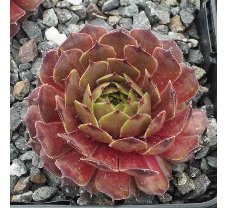 Sempervivum MARY FRANCES