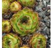 Sempervivum MARIADOC