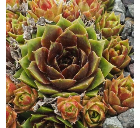 Sempervivum MERLE