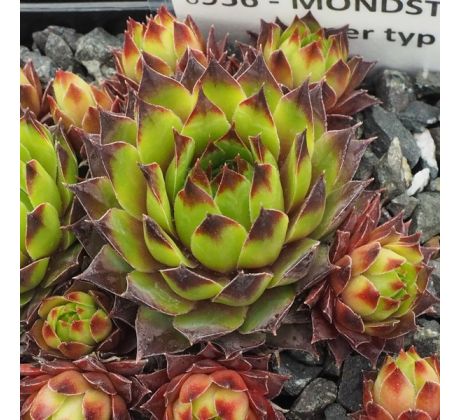 Sempervivum MONDSTEIN - grüner typ