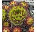 Sempervivum MONDSTEIN - grüner typ