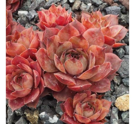 Sempervivum MY BARBARA