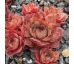 Sempervivum MY BARBARA