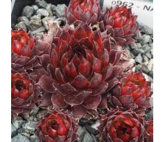 Sempervivum NACHTSPIEL