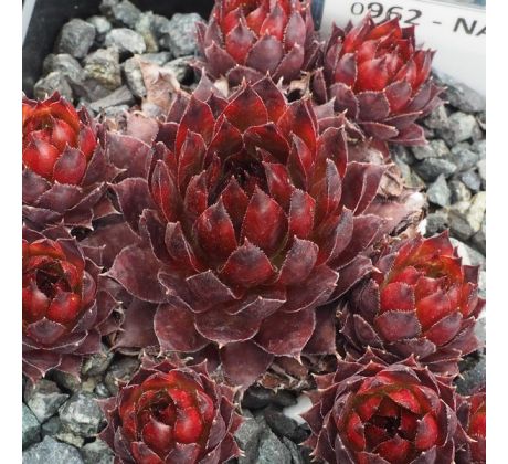 Sempervivum NACHTSPIEL