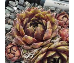 Sempervivum NADEGE
