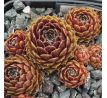 Sempervivum NENNOK