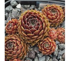 Sempervivum NENNOK