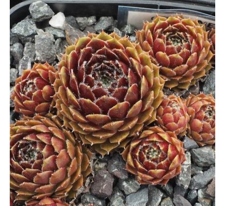 Sempervivum NENNOK