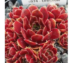 Sempervivum OHIOAM
