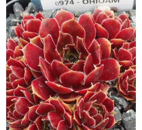 Sempervivum OHIOAM