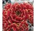 Sempervivum OHIOAM