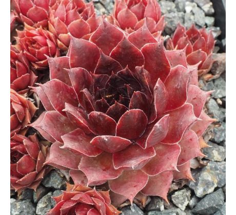 Sempervivum ORANGE ERUPTION