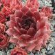 Sempervivum ORANGE ERUPTION